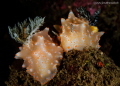   Helgarda Batagans  